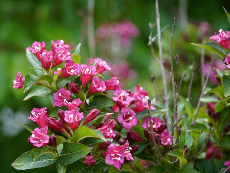 Elevate Your Garden Aesthetics: The Enchanting Allure Of Weigela Bushes 