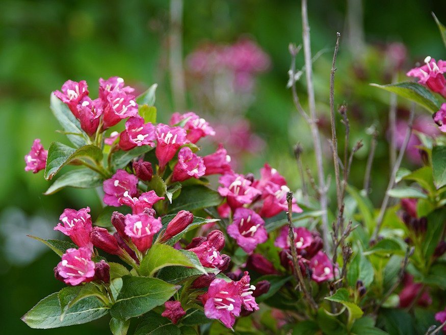 Elevate Your Garden Aesthetics: The Enchanting Allure Of Weigela Bushes ...