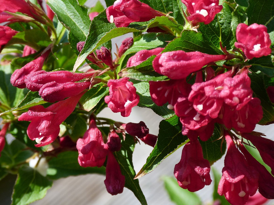 Elevate Your Garden Aesthetics: The Enchanting Allure Of Weigela Bushes ...