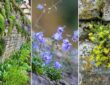 Enhancing Dry Stone Walls with Plants