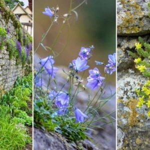 Enhancing Dry Stone Walls with Plants