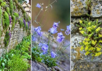 Enhancing Dry Stone Walls with Plants