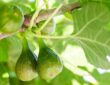 Unripe Figs: Tips, Tricks and Delectable Recipes