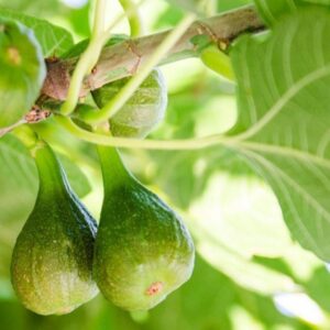 Unripe Figs: Tips, Tricks and Delectable Recipes