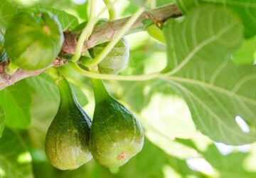 Unripe Figs: Tips, Tricks and Delectable Recipes