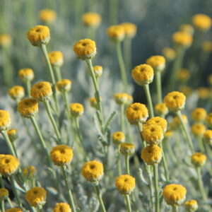 Resilient Plants for Challenging Garden Conditions