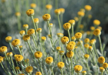 Resilient Plants for Challenging Garden Conditions