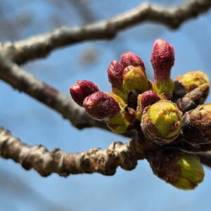 How Does a Plant "Decide" When to Start Growing in Spring?