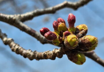 How Does a Plant "Decide" When to Start Growing in Spring?