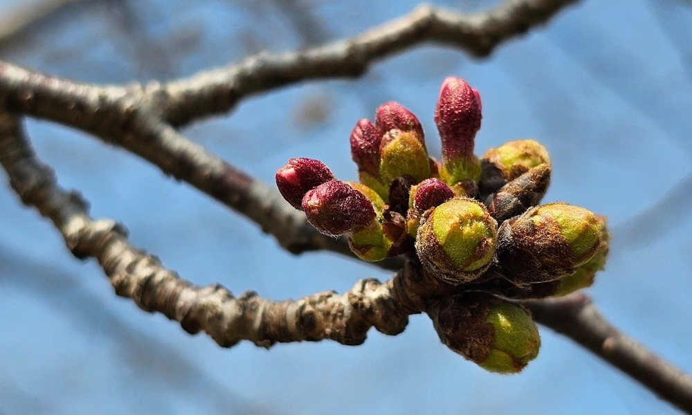 How Does a Plant "Decide" When to Start Growing in Spring?