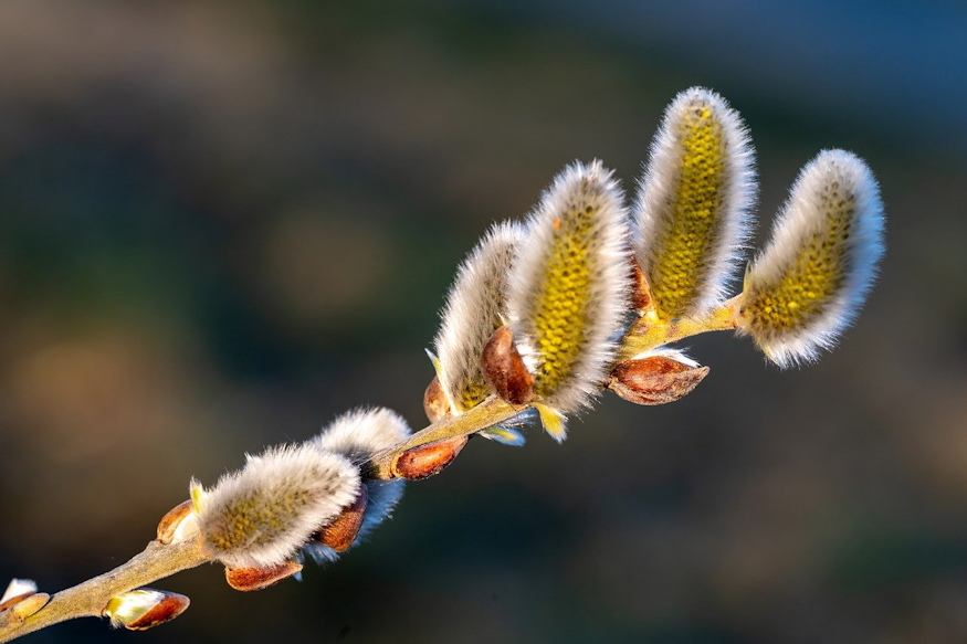 How Does a Plant "Decide" When to Start Growing in Spring?