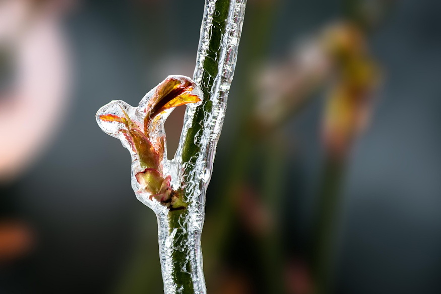 How Does a Plant "Decide" When to Start Growing in Spring?