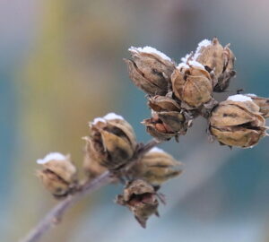 Where Do Aphids Go in Winter?