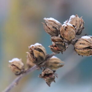 Where Do Aphids Go in Winter?