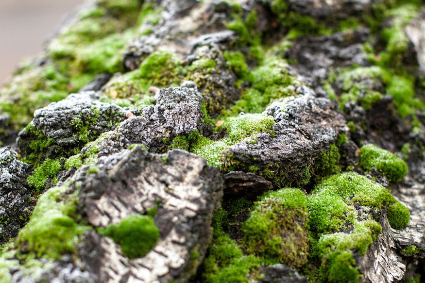 Where Do Aphids Go in Winter?