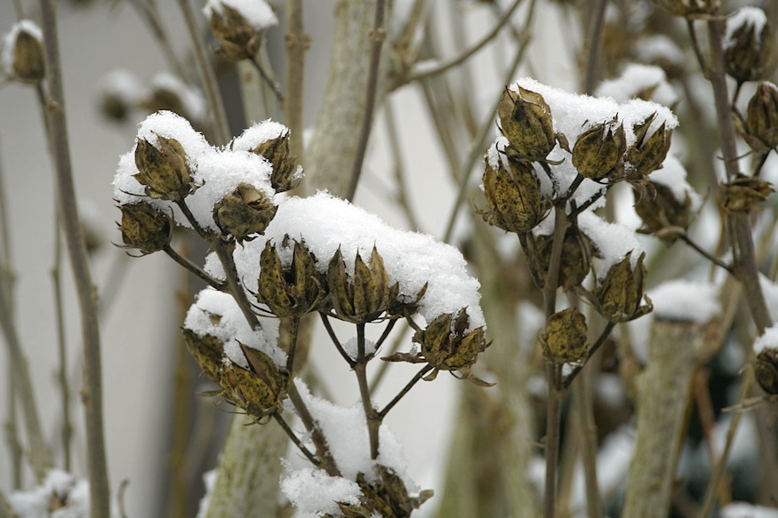 Where Do Aphids Go in Winter?