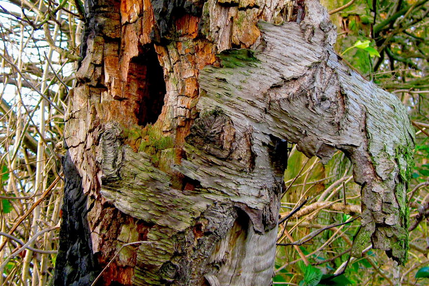 Where Do Aphids Go in Winter?