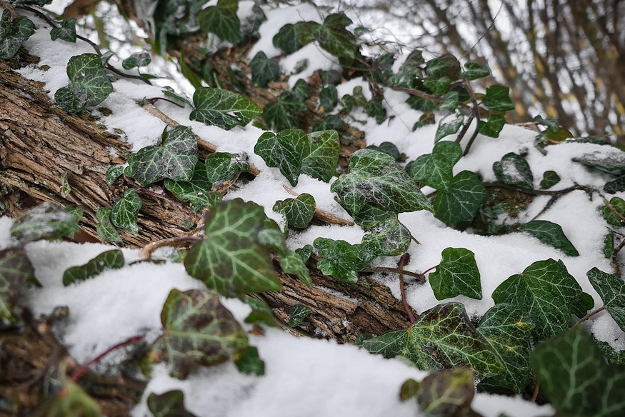 Where Do Aphids Go in Winter?