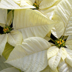 How to Have a White Christmas with White Flowers