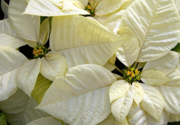 How to Have a White Christmas with White Flowers