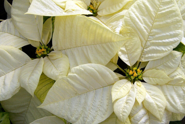 How to Have a White Christmas with White Flowers