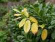 Why Cherry Laurel Leaves Turn Yellow