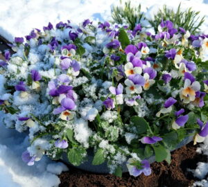 Why Does Snow Melt Faster...