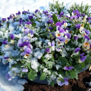 Why Does Snow Melt Faster...