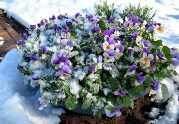 Why Does Snow Melt Faster...