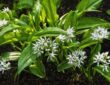 Incorporating Wild Garlic into Your Garden