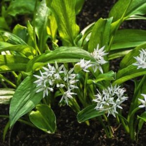 Incorporating Wild Garlic into Your Garden