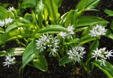 Incorporating Wild Garlic into Your Garden