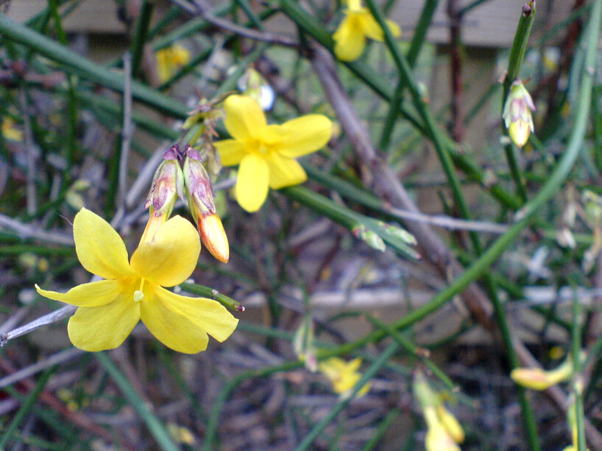 Enhancing Winter Jasmine Growth