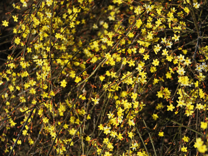 Enhancing Winter Jasmine Growth