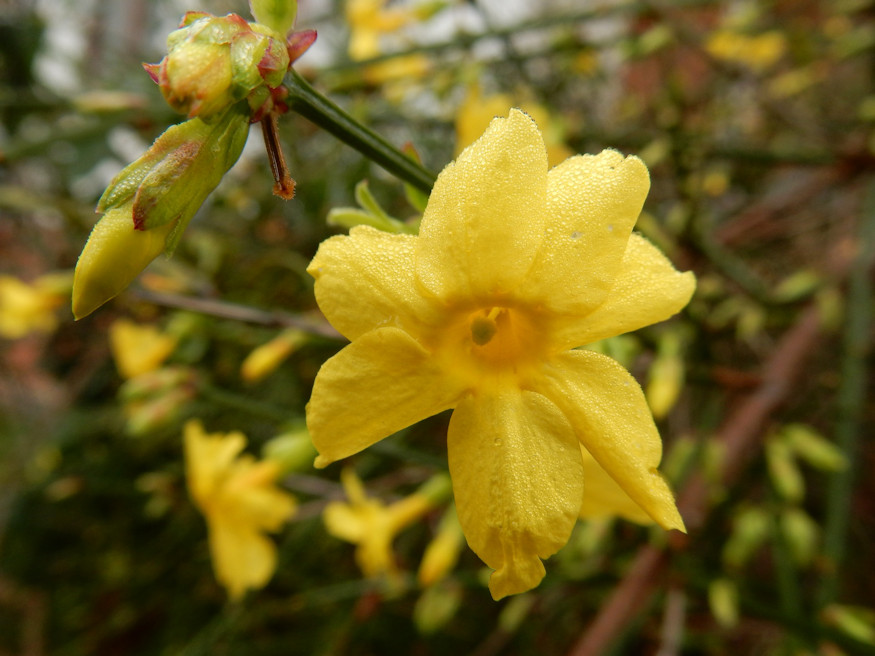 Enhancing Winter Jasmine Growth