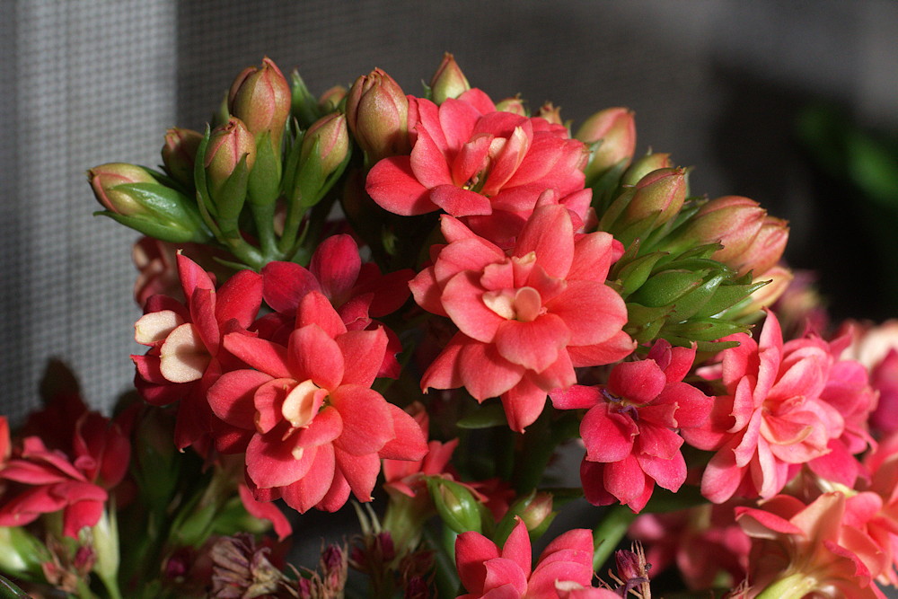 5 Charming Potted Plants to Brighten Your Windowsills