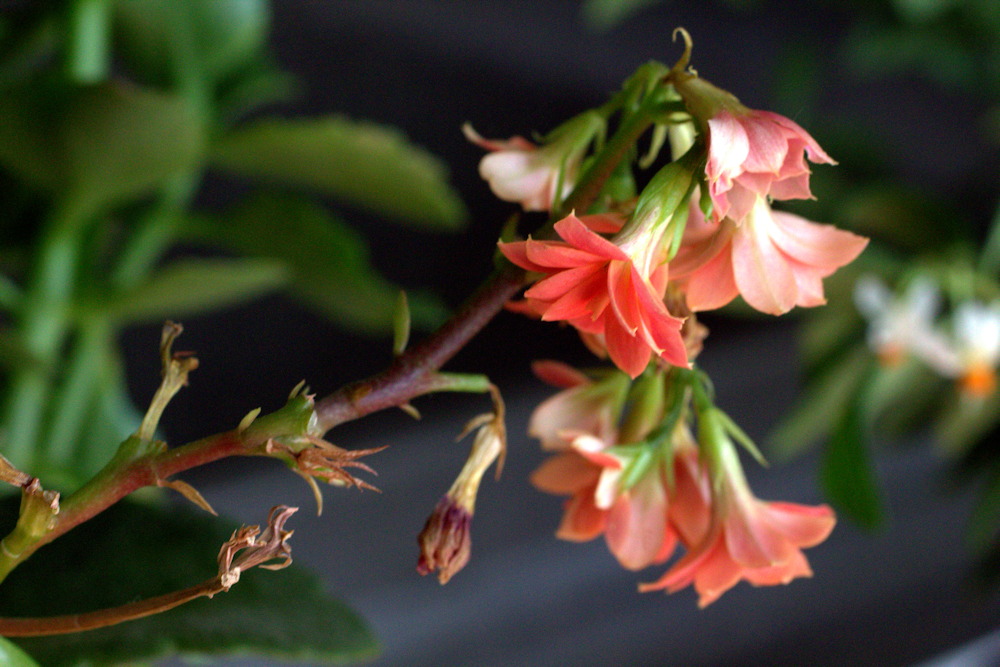 5 Charming Potted Plants to Brighten Your Windowsills