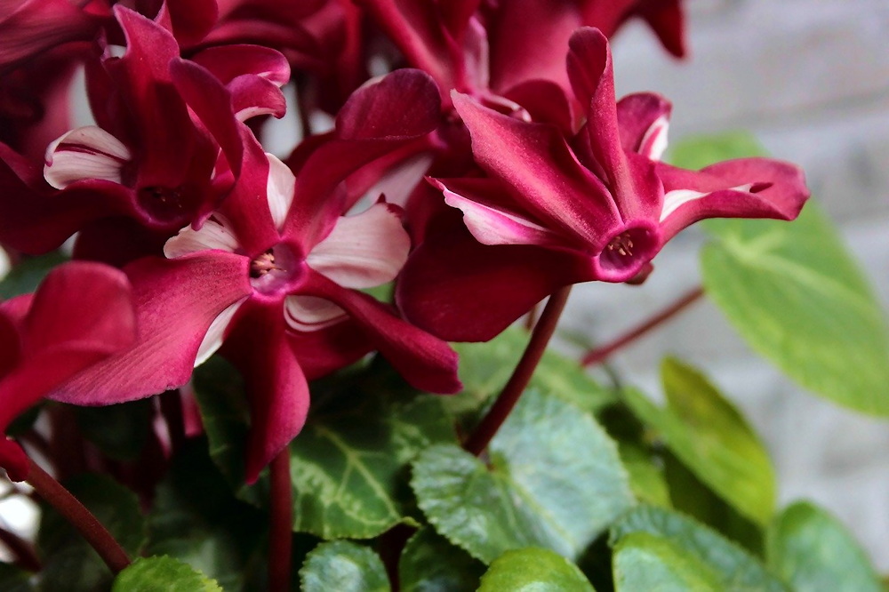 5 Charming Potted Plants to Brighten Your Windowsills