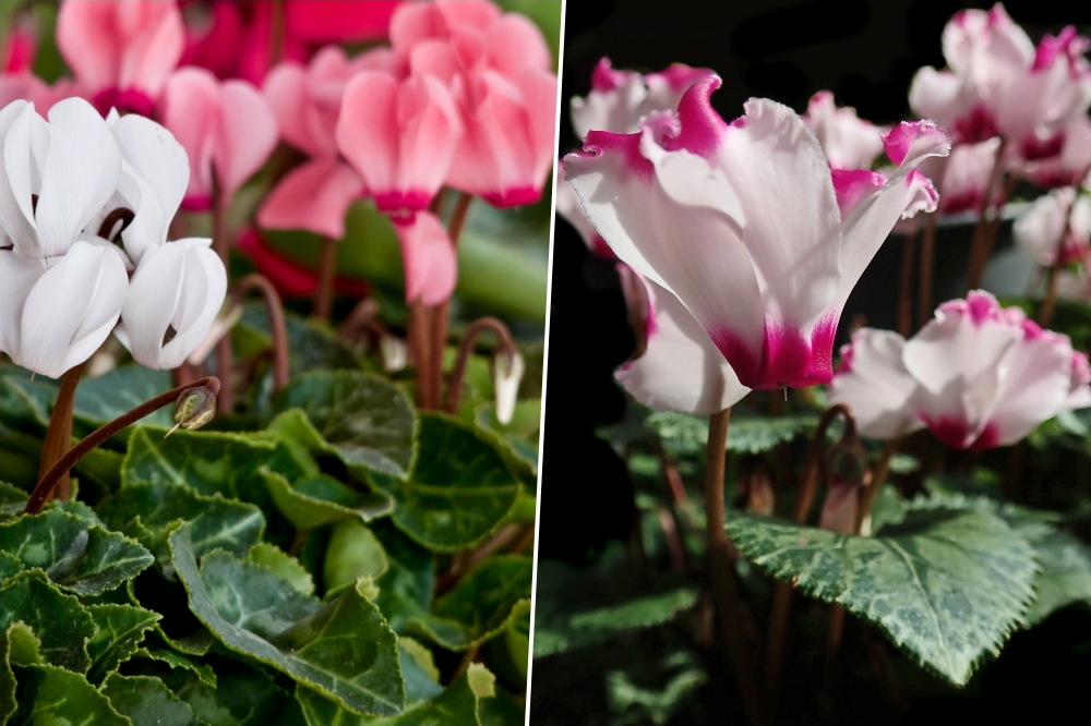 5 Charming Potted Plants to Brighten Your Windowsills