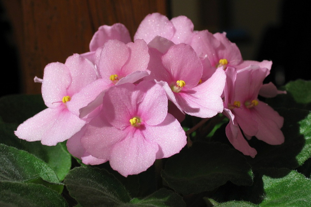 5 Charming Potted Plants to Brighten Your Windowsills