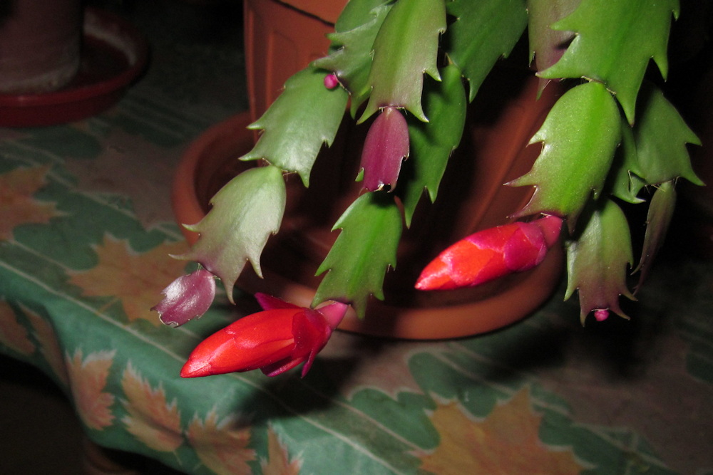 5 Charming Potted Plants to Brighten Your Windowsills