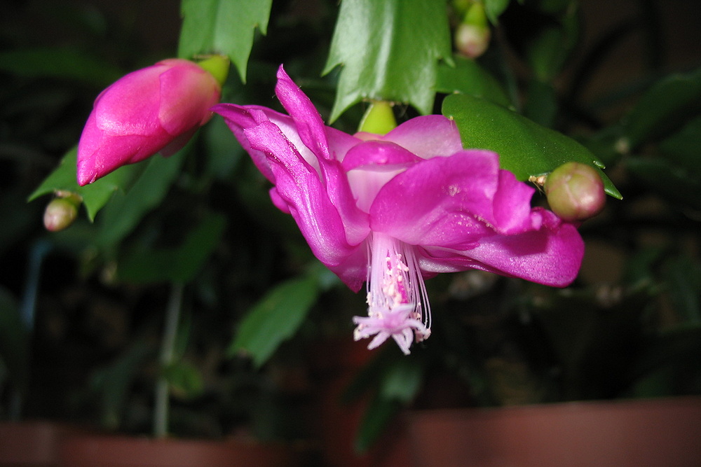 5 Charming Potted Plants to Brighten Your Windowsills