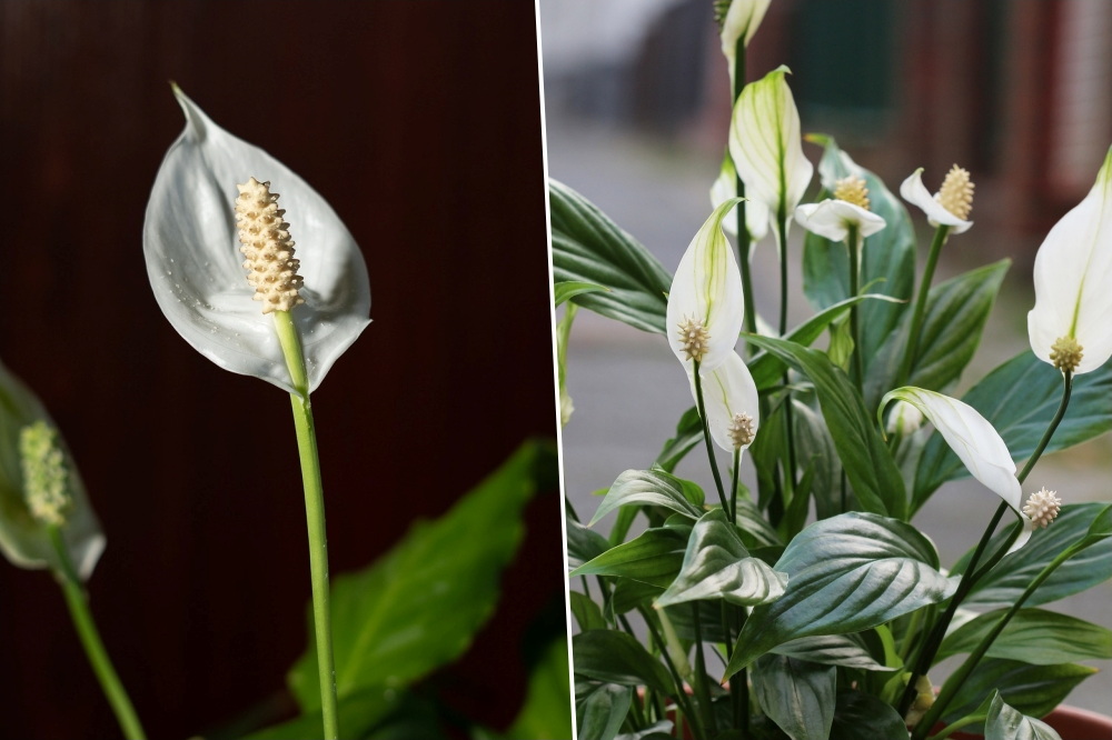 5 Charming Potted Plants to Brighten Your Windowsills