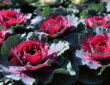 The Winter Charm of Ornamental Cabbages