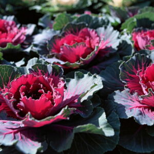The Winter Charm of Ornamental Cabbages
