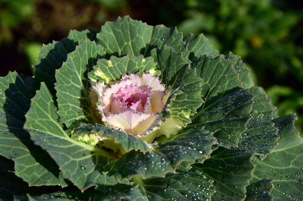 Discover the Winter Charm of Ornamental Cabbages