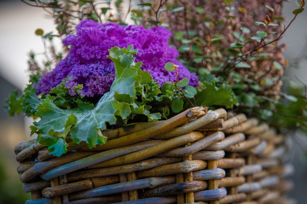 Discover the Winter Charm of Ornamental Cabbages