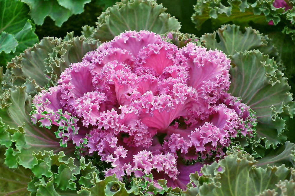 Discover the Winter Charm of Ornamental Cabbages