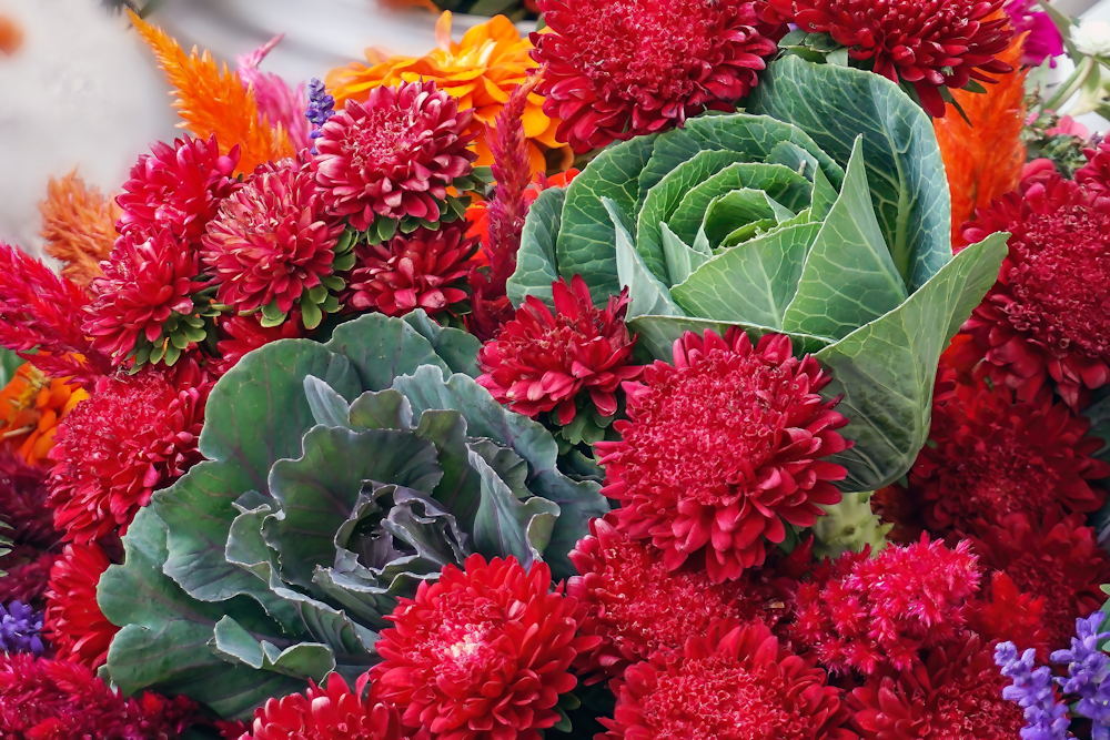 Discover the Winter Charm of Ornamental Cabbages