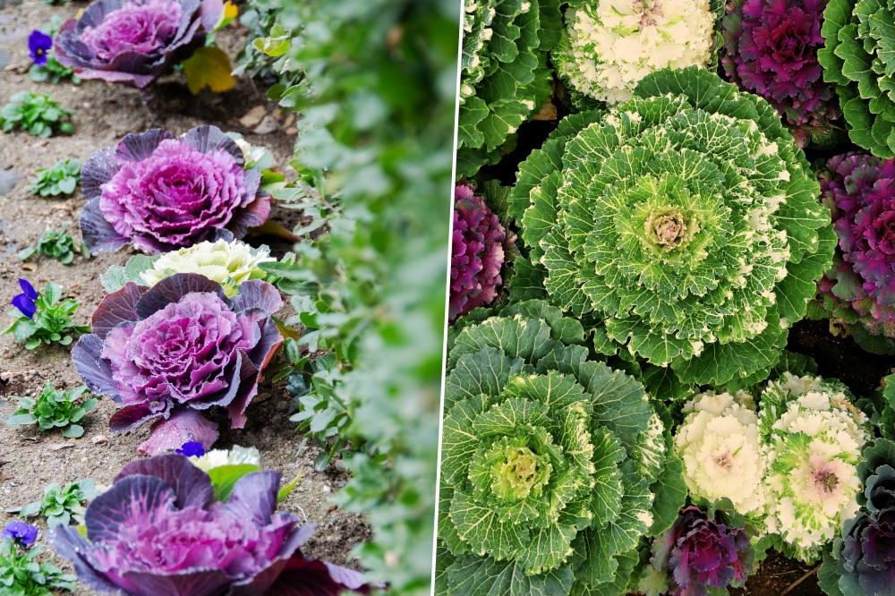 Discover the Winter Charm of Ornamental Cabbages